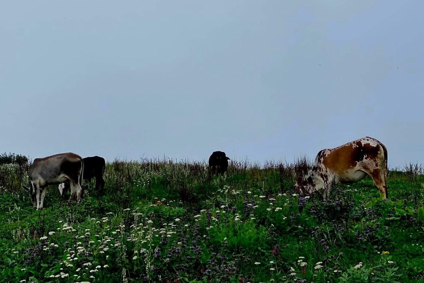 Cattle grazing on a steep hillside meadow dense with white and purple wildflowers, under a pale overcast sky