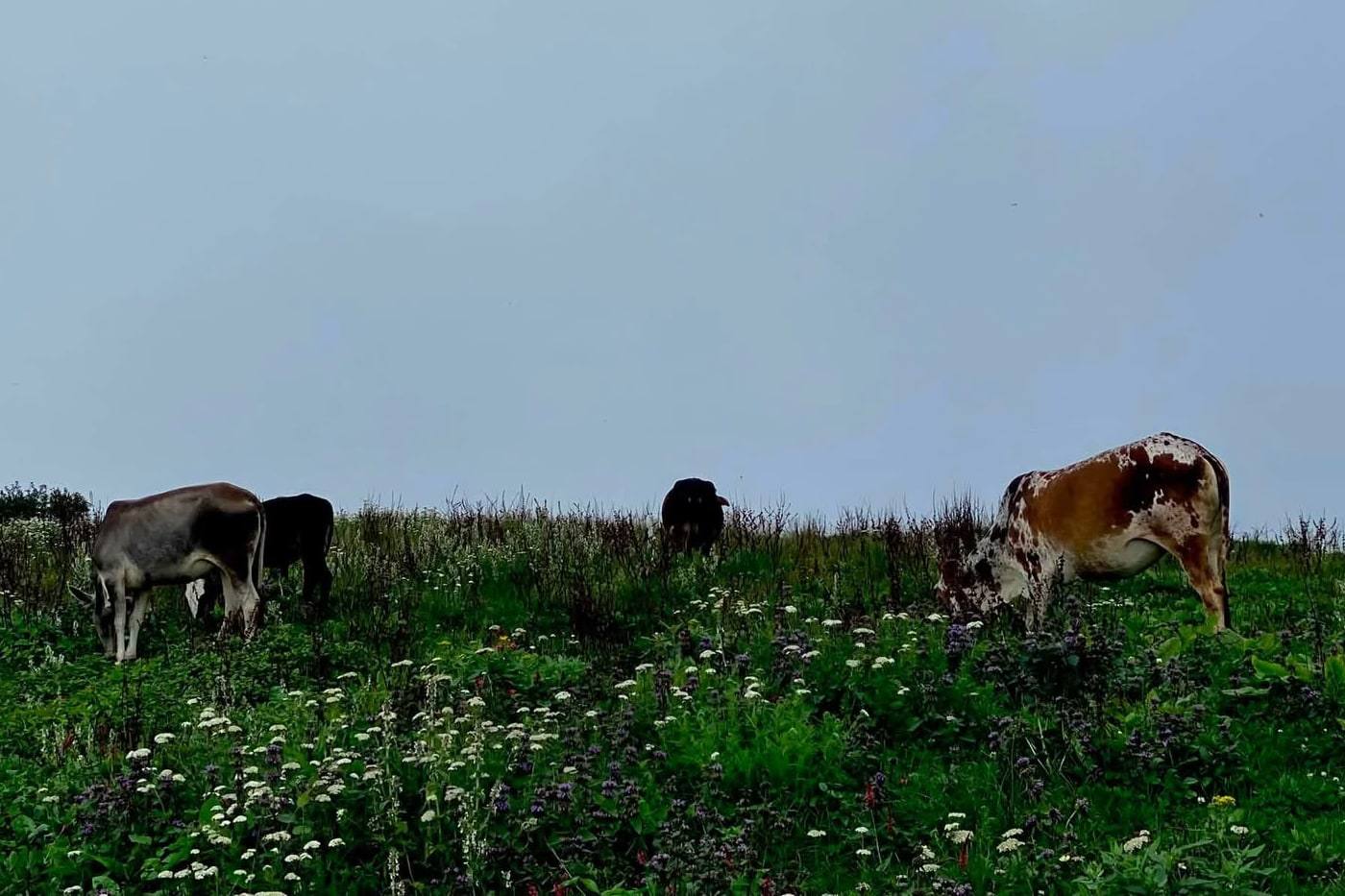 Cattle grazing on a steep hillside meadow dense with white and purple wildflowers, under a pale overcast sky