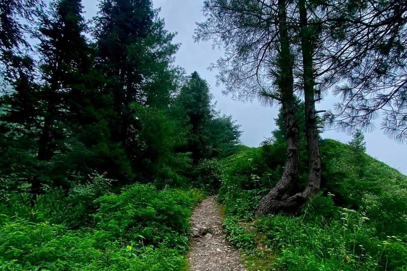 A narrow stony footpath winding uphill between banks of ferns towards a wooded ridge, with tall pines under overcast cloud