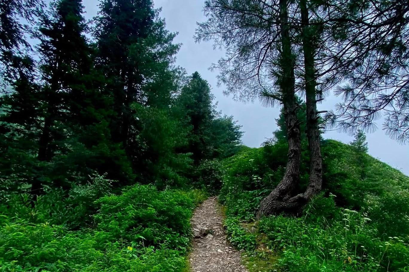 A narrow stony footpath winding uphill between banks of ferns towards a wooded ridge, with tall pines under overcast cloud