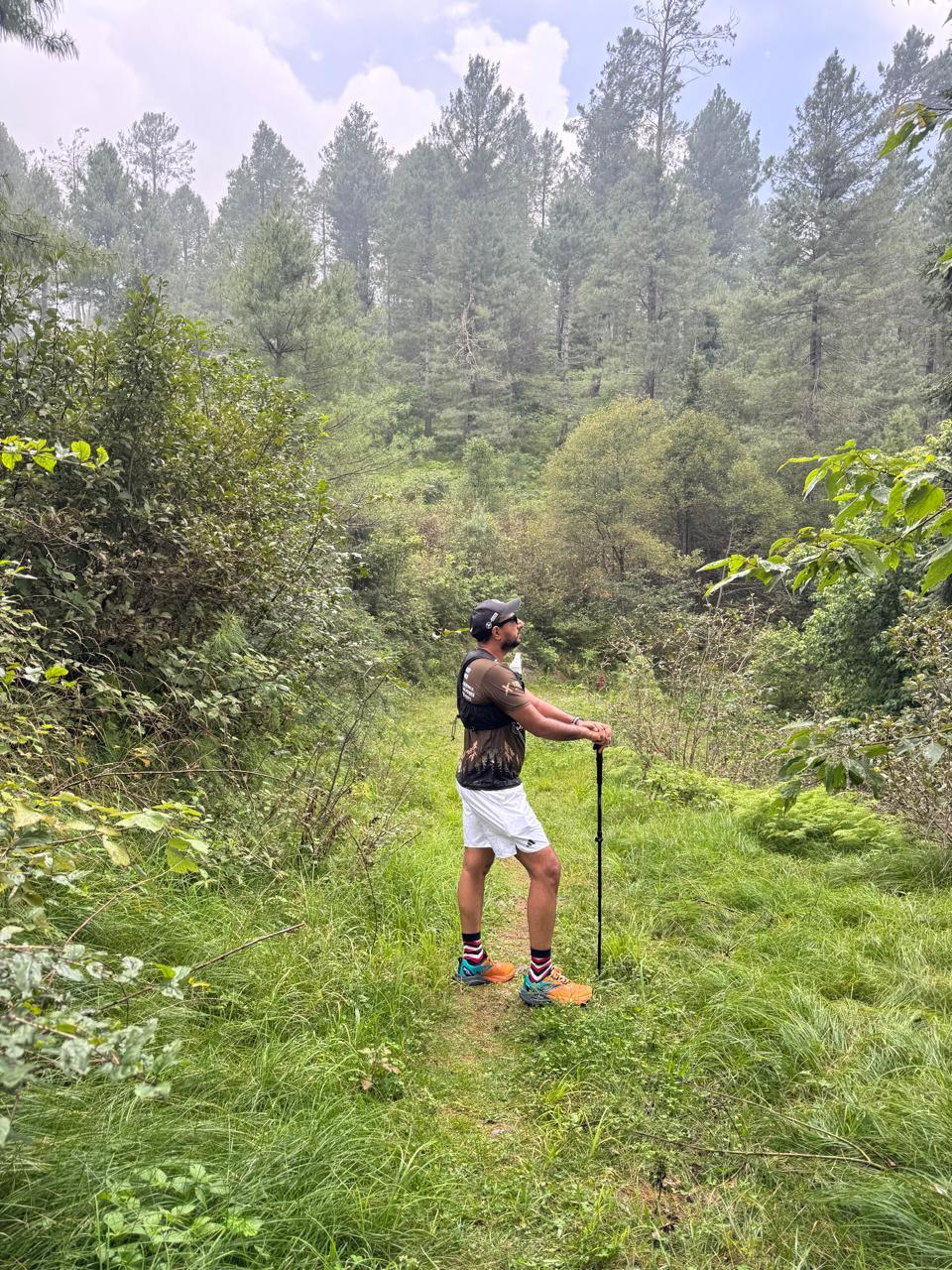 A runner with trekking poles standing waist deep in green summer growth on a hillside, tall pines above and a pale blue sky beyond them