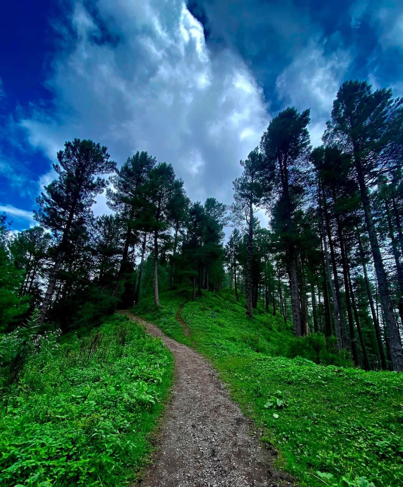 A stony trail climbing steeply through tall pines towards a forested ridge in the Galiyat, under a bank of dark cloud